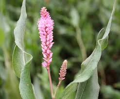 Attēlu rezultāti vaicājumam “Polygonaceae”