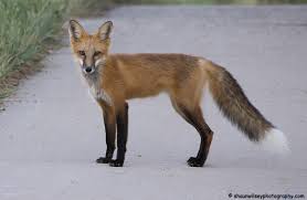 Attēlu rezultāti vaicājumam “Vulpes vulpes  juvenile”