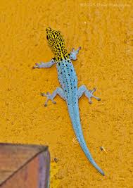 Attēlu rezultāti vaicājumam “Lycogala persicum young”