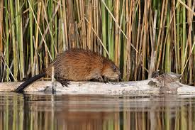 Attēlu rezultāti vaicājumam “Ondatra zibethicus”