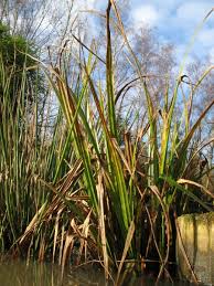 Attēlu rezultāti vaicājumam “Carex pseudocyperus”
