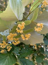 Attēlu rezultāti vaicājumam “Tilia tomentosa flower”