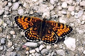 Attēlu rezultāti vaicājumam “Melitaea diamina underside”
