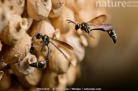 Attēlu rezultāti vaicājumam “Eumenes sp.”