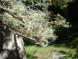 Attēlu rezultāti vaicājumam “Ramalina thrausta”