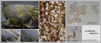 Attēlu rezultāti vaicājumam “Lindbladia tubulina spores”