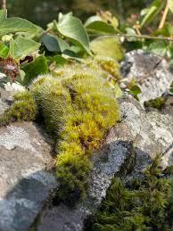 Attēlu rezultāti vaicājumam “Campylopus introflexus”