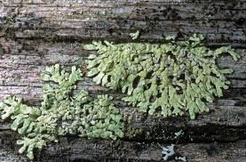 Attēlu rezultāti vaicājumam “Parmeliopsis ambigua”