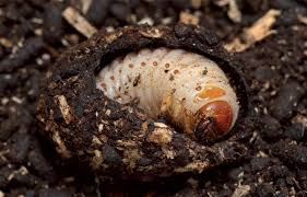 Attēlu rezultāti vaicājumam “Ceruchus chrysomelinus imago”