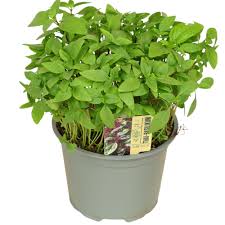 Image result for Basilikum
