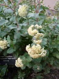 Attēlu rezultāti vaicājumam “Hylotelephium maximum flower”