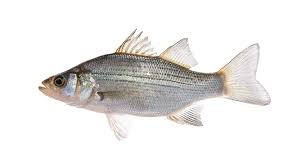 Image result for Morone chrysops