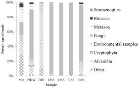 Attēlu rezultāti vaicājumam “Lamproderma puncticulatum stalked”