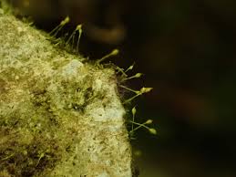 Attēlu rezultāti vaicājumam “Seligeria donniana”