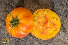 Afbeeldingsresultaat voor blushing yellow tomato