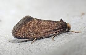 Attēlu rezultāti vaicājumam “Taleporia tubulosa”