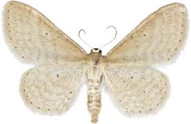 Attēlu rezultāti vaicājumam “Idaea sylvestraria”