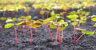 Attēlu rezultāti vaicājumam “Fagopyrum esculentum leaf”