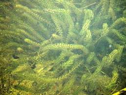 Attēlu rezultāti vaicājumam “Elodea canadensis”