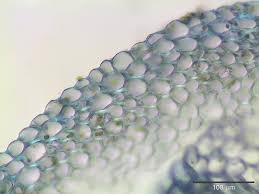 Attēlu rezultāti vaicājumam “Sphagnum flexuosum”