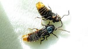 Attēlu rezultāti vaicājumam “Phosphaenus hemipterus”