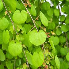 Attēlu rezultāti vaicājumam “Cercidiphyllum japonicum fruit”