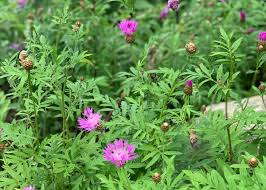 Attēlu rezultāti vaicājumam “Centaurea scabiosa bud”