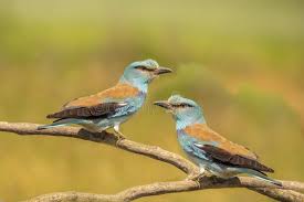 Attēlu rezultāti vaicājumam “Coracias garrulus”