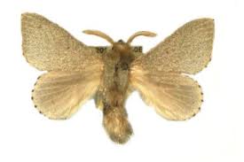 Attēlu rezultāti vaicājumam “Lasiocampidae”