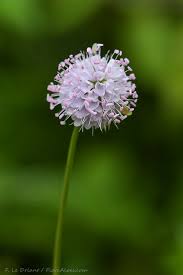 Image result for Succisella inflexa