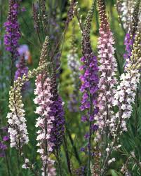 Image result for Linaria purpurea