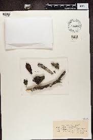 Attēlu rezultāti vaicājumam “Megalaria grossa”