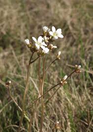 Attēlu rezultāti vaicājumam “Saxifraga granulata”