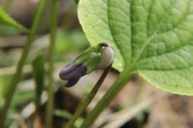 Attēlu rezultāti vaicājumam “Viola epipsila leaf”