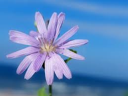 Attēlu rezultāti vaicājumam “Lactuca tatarica flower”