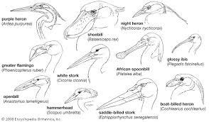 Attēlu rezultāti vaicājumam “Ciconiiformes”