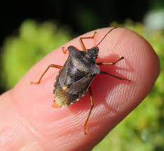 Attēlu rezultāti vaicājumam “Pentatoma rufipes”