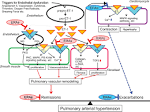<b>endothelin</b>-<b>1</b> (ET-<b>1</b>) system