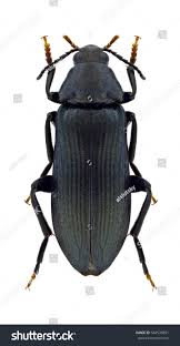 Attēlu rezultāti vaicājumam “Melandrya dubia”