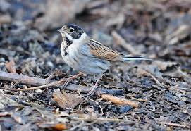Attēlu rezultāti vaicājumam “Emberiza schoeniclus male”