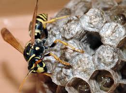 Attēlu rezultāti vaicājumam “Polistes”