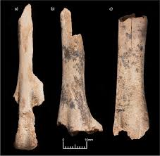 Attēlu rezultāti vaicājumam “Cygnus cygnus juvenile”