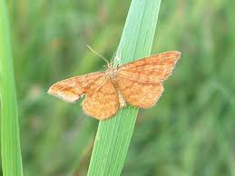 Attēlu rezultāti vaicājumam “Idaea serpentata”