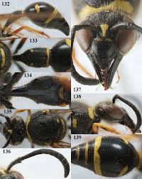 Attēlu rezultāti vaicājumam “Eumenes sp.”