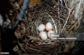 Attēlu rezultāti vaicājumam “Erithacus rubecula eggs”