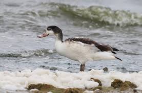 Attēlu rezultāti vaicājumam “Tadorna tadorna juvenile”