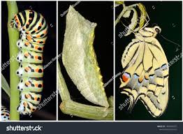 Attēlu rezultāti vaicājumam “Papilio machaon larva”