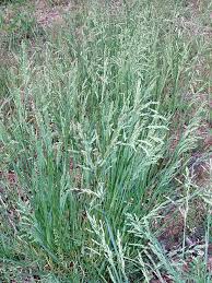 Attēlu rezultāti vaicājumam “Poa palustris leaf”