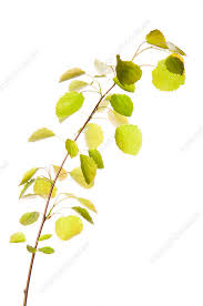 Attēlu rezultāti vaicājumam “Populus tremula leaf”