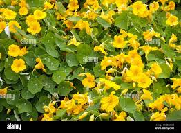 Image result for Tropaeolum minus